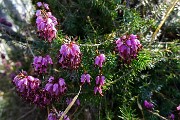 62 Erica in fiore